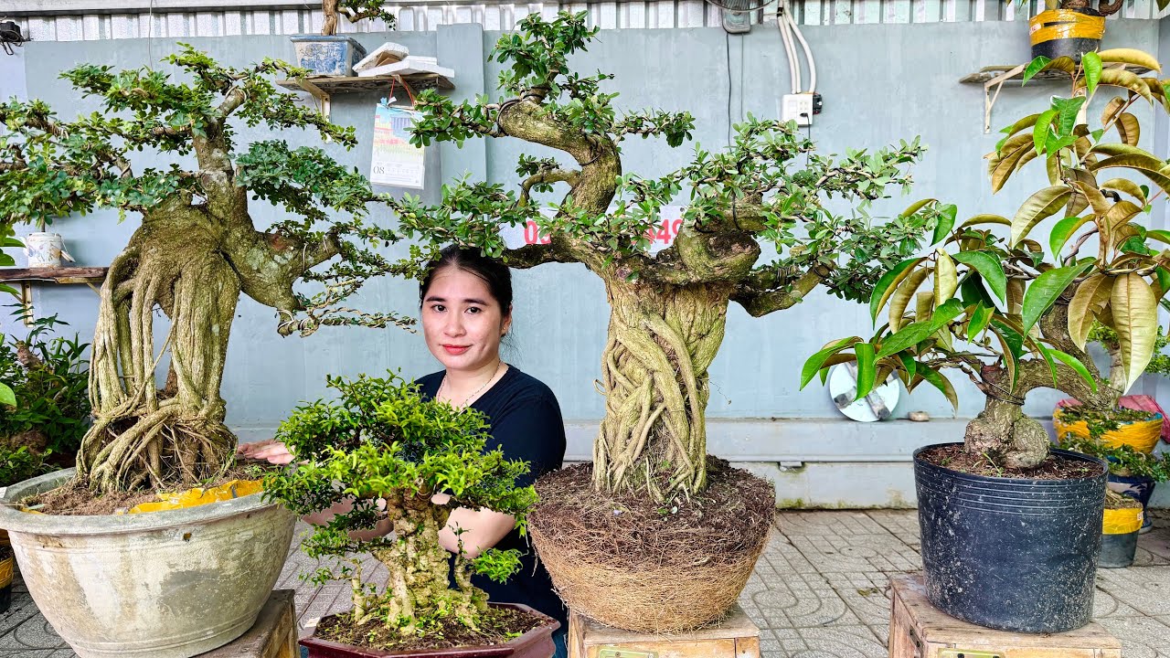 Thúy An 8/8 mới về Linh Sam, Mai Chiếu Thủy, Vú Sữa & nhiều loại cây kiểng khác giá hữu nghị