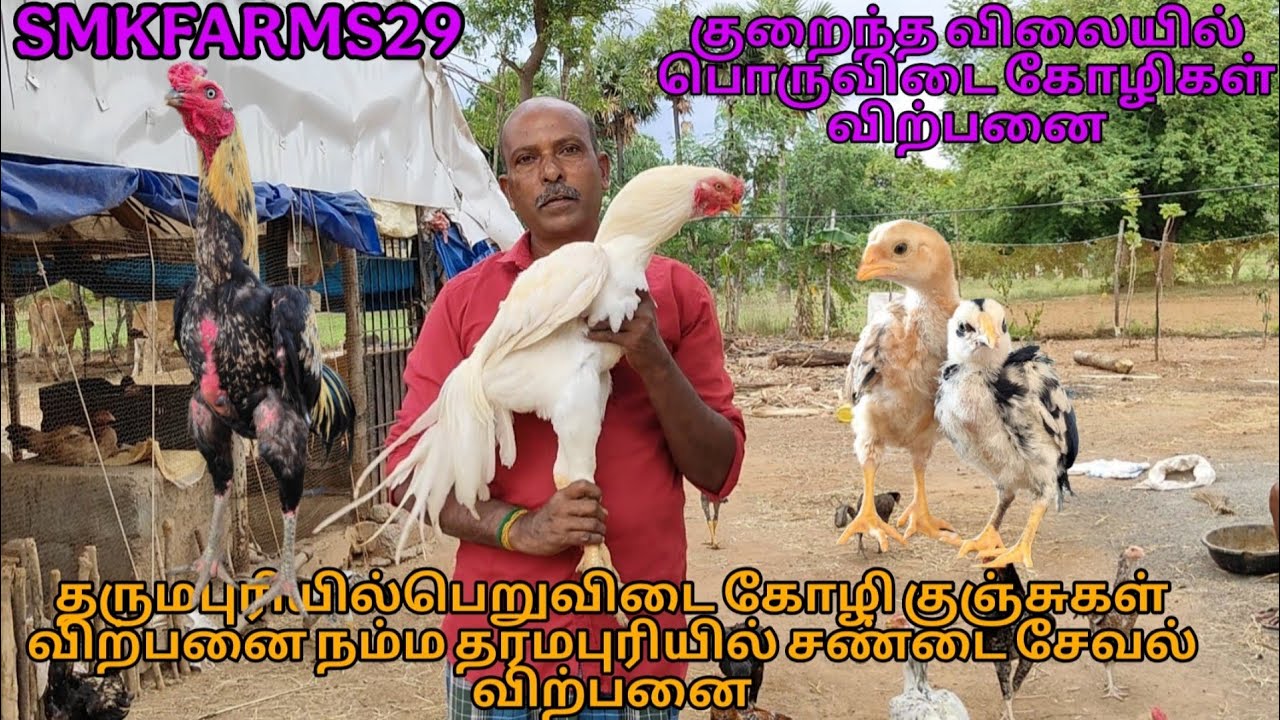 😱🐣குறைந்த விலையில் பொருவிடை கோழிகள் 🐓விற்பனை❤️‍🔥