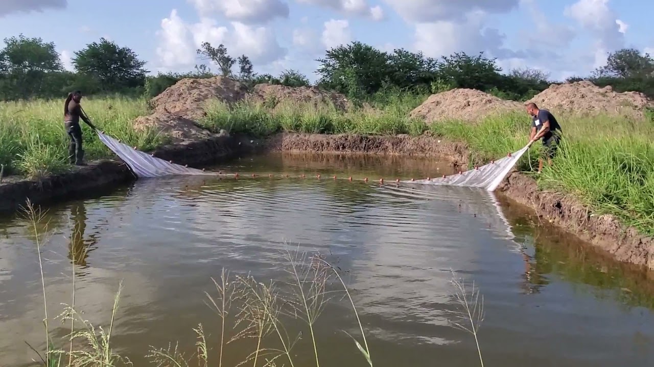 Farming Prawns and Crayfish in Man Made Ponds (Antigua, Caribbean)
