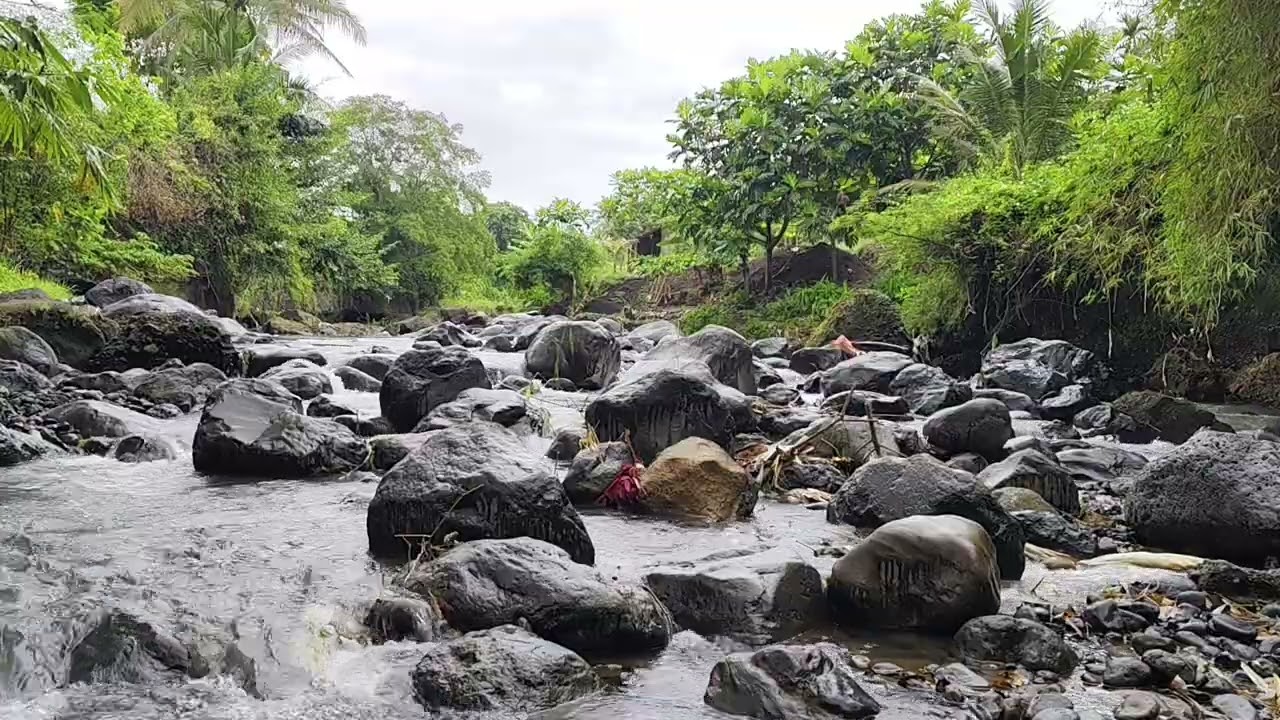 Nature Sounds for Sleep and Focus: Birdsong and River Relaxation Therapy