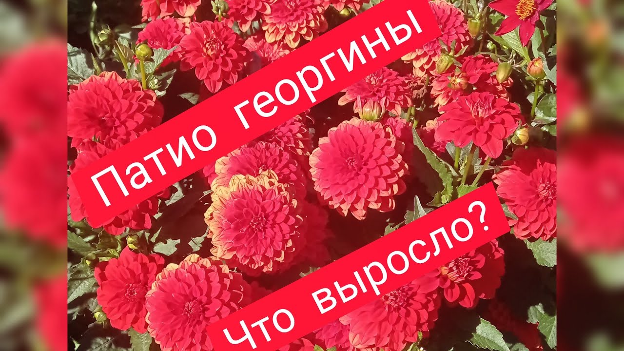 #ПАТИО  георгины# выращивание в горшках и грунте#
