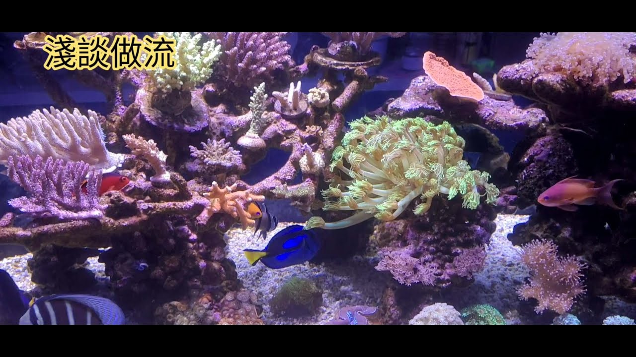 20220515 如何提升魚缸穩定度(三): 淺談水流