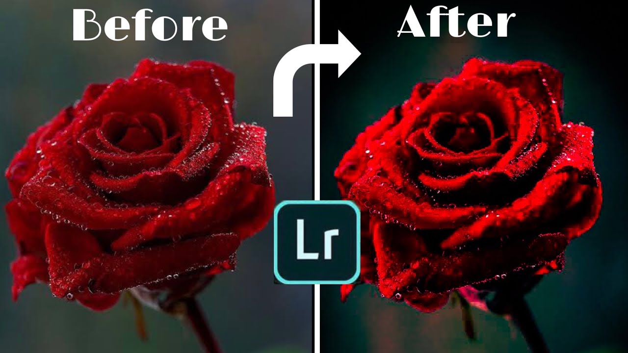 How To Lightroom Red Rose Photo Editing |