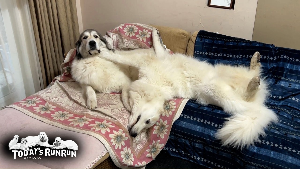 ウザ絡みするリリーとあまりにもしつこいのでブチ切れたベルです　Great Pyrenees　グレートピレニーズ