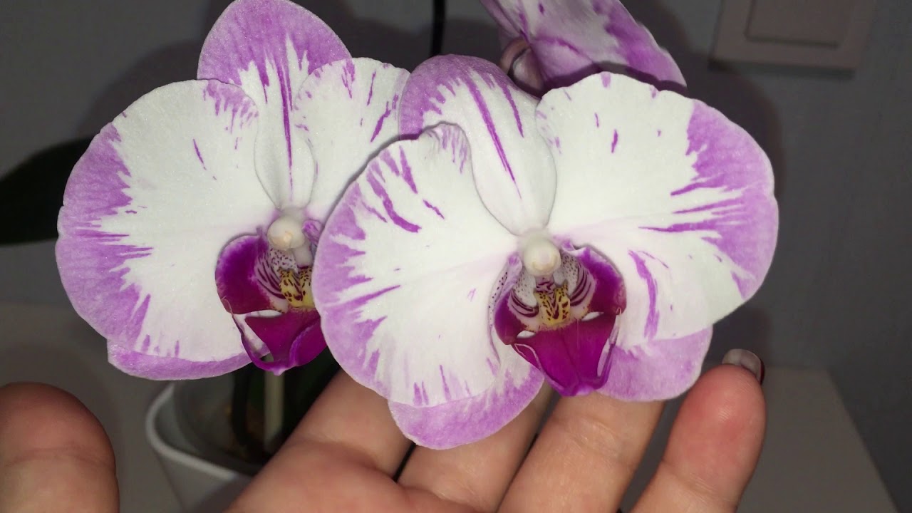 Азиатские орхидеи: Phal. Lightning, JPM 1, Yu Pin Sweety, PF 0844-1. Сравним?
