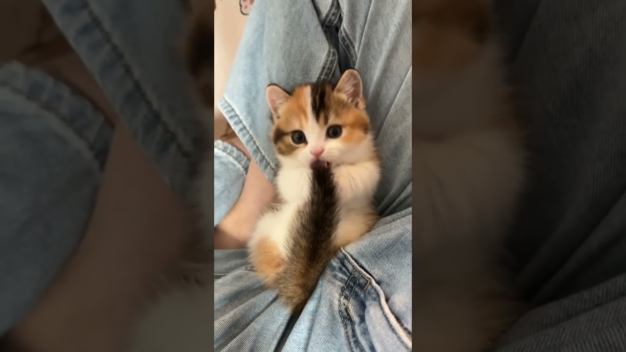 "Cutest Baby Kittens Ever! 🐾💕"