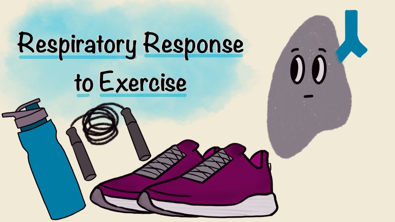 Respiratory Response To Exercise | Respiratory Physiology