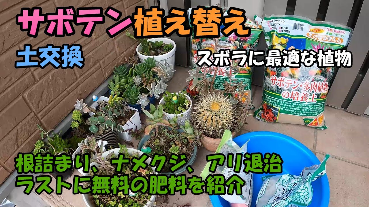 【ズボラ必見】サボテン植え替え術「ナメクジ＆アリ退治」「無料肥料」「土交換もラクラク」