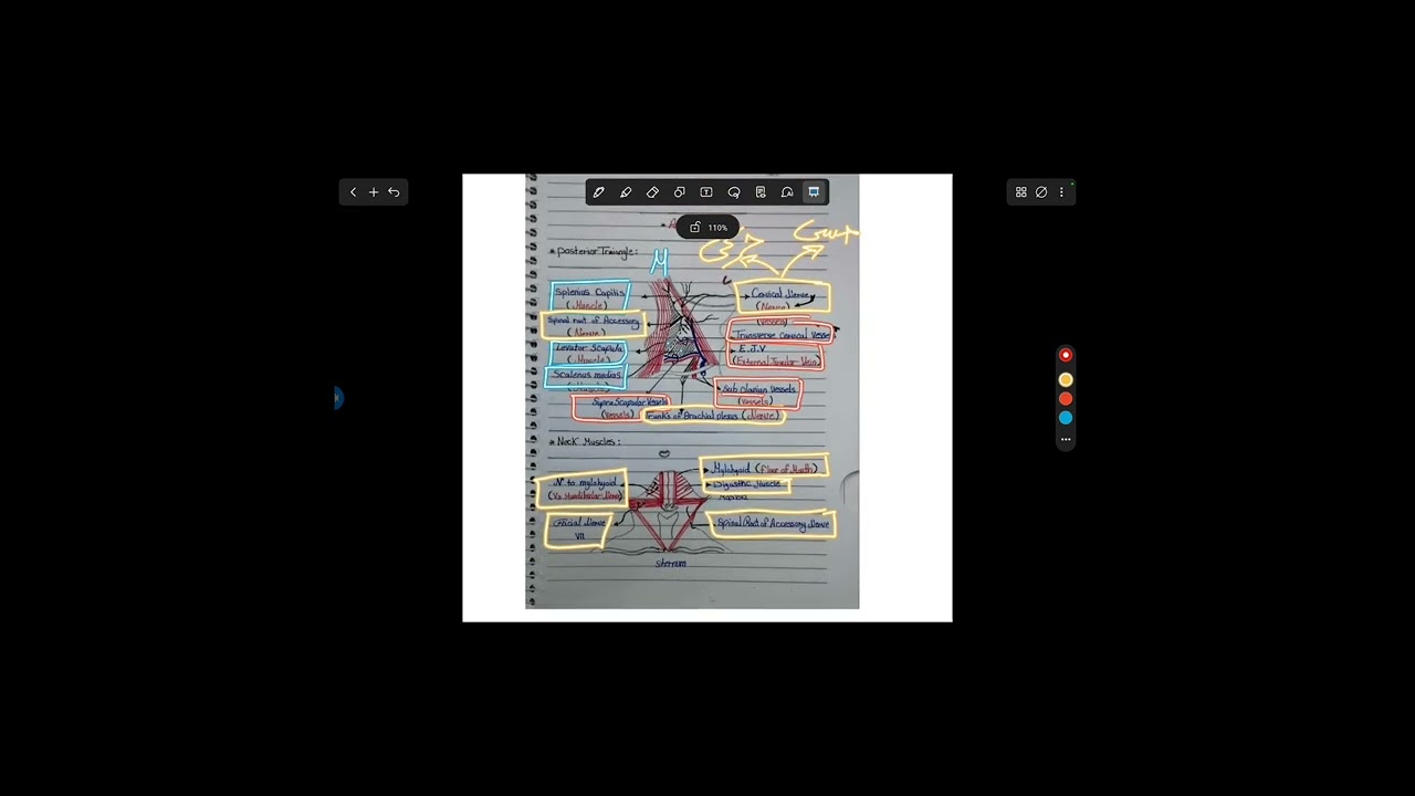 Dr.Ahmed Reda _ Anatomy ( posterior triangle of Neck with Nerves & Muscles ) Lec 3