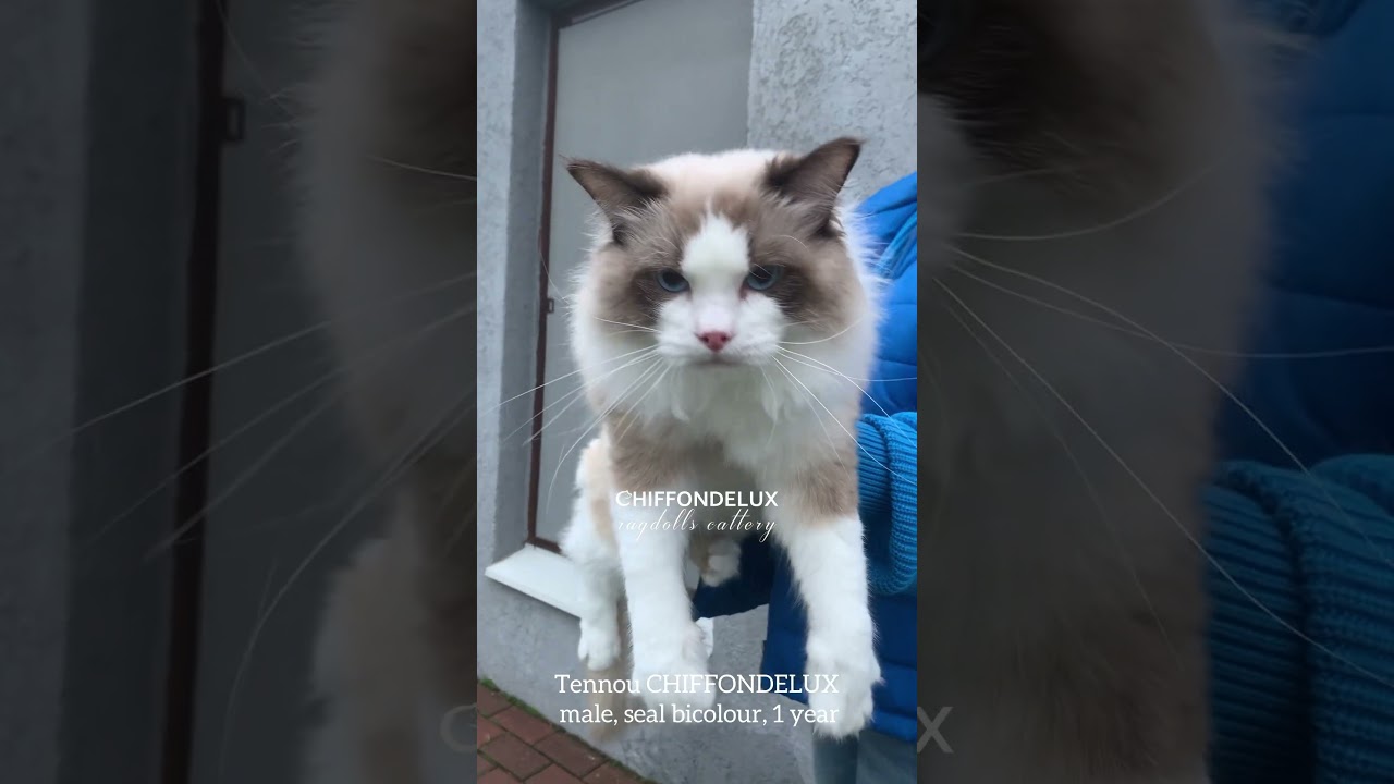 Tennou CHIFFONDELUX, ragdoll, male, seal bicolour, 1 year, breed/show. Avai😻lable.