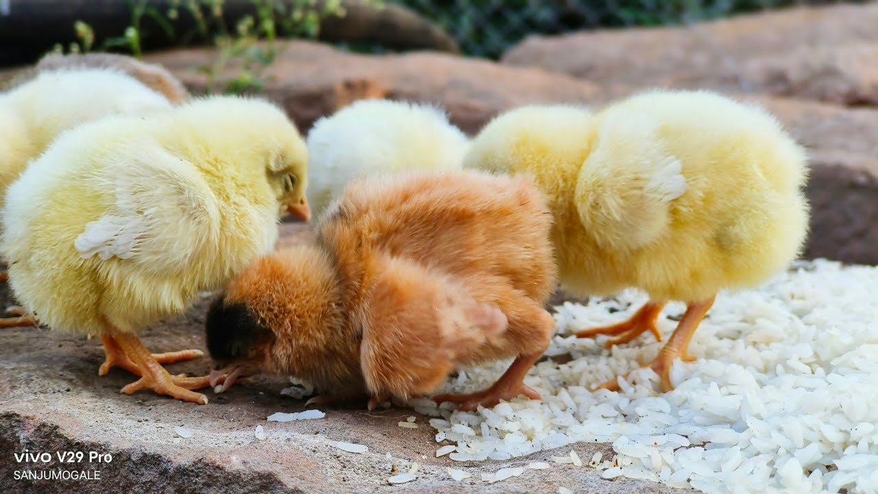 ಕೋಳಿ ಮರಿಗಳು | CHICKEN BIRDS COLOUR CHICKS FARMING |