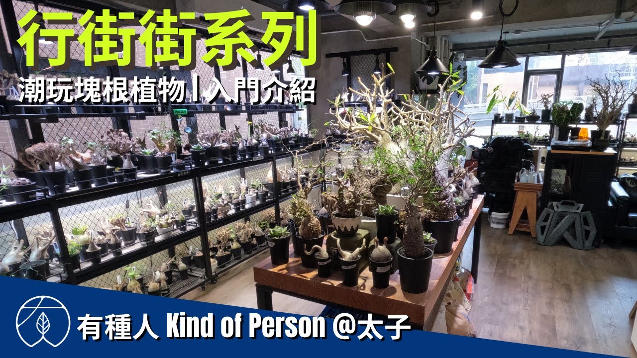 行街街系列 | 有種人 - 潮玩塊根植物 (Caudex) 入門介紹 | Kind of Person 太子 prince edward 象牙宮 魔界玉 龜甲龍 | Hong Kong