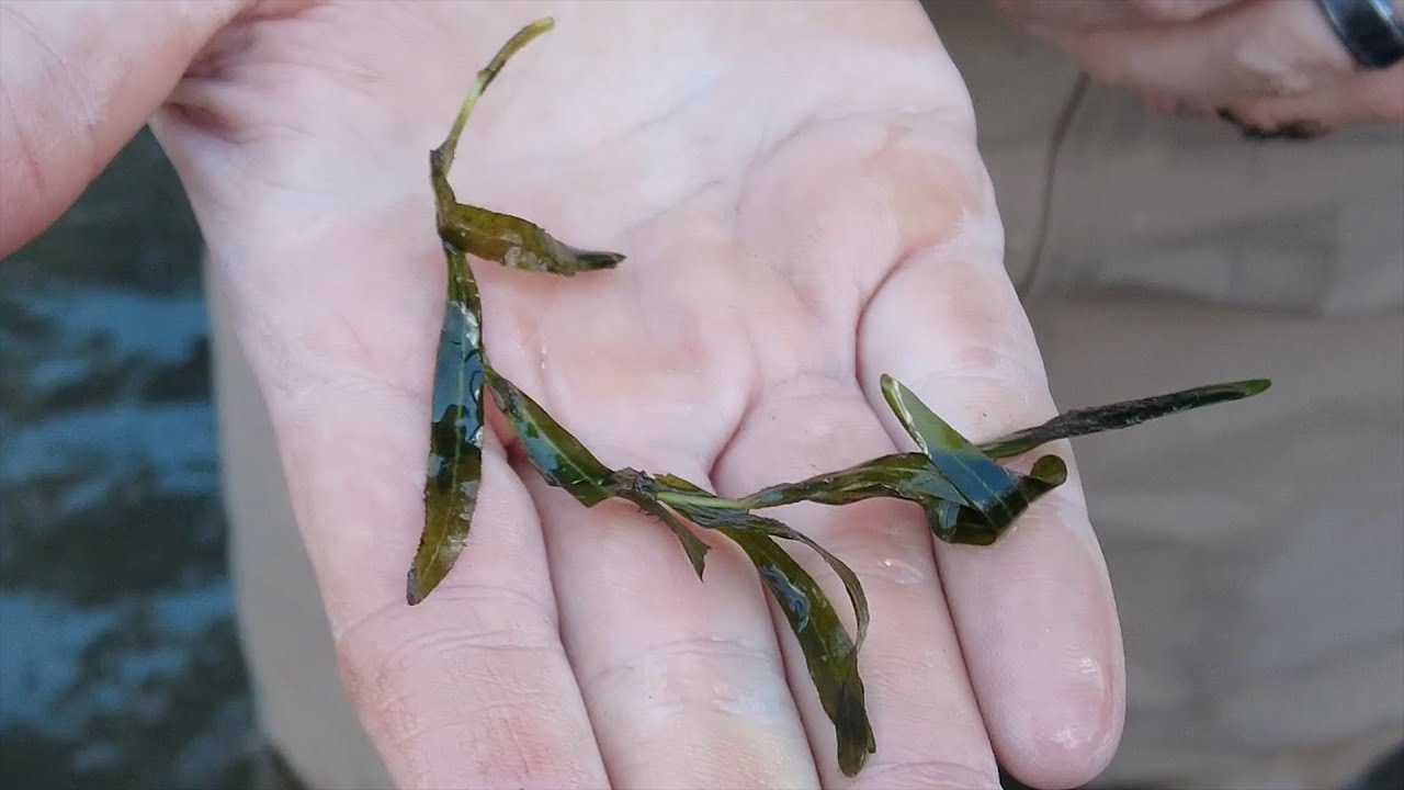 Getting to Know Invasive Curly Pondweed