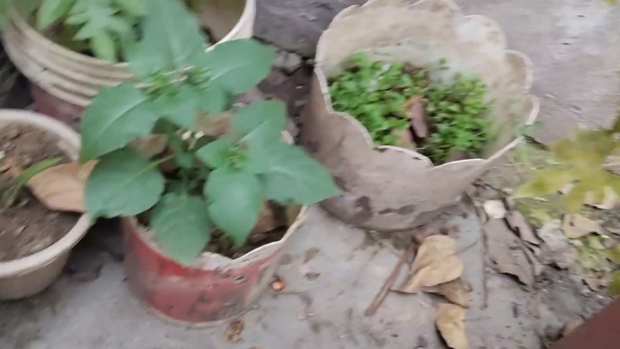 Aaj Maine bahut din ke bad video Dali