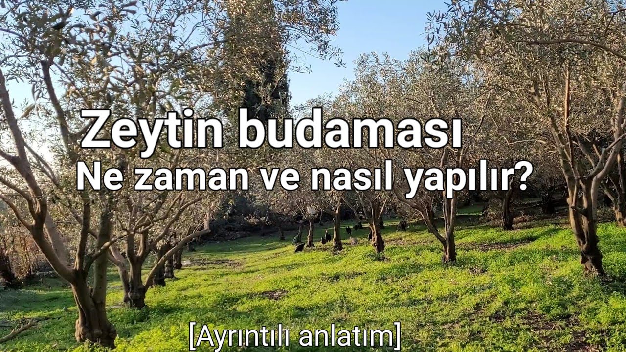 Zeytin budaması nasıl ve ne zaman yapılır I Budama usulleri I Ayrıntılı anlatım