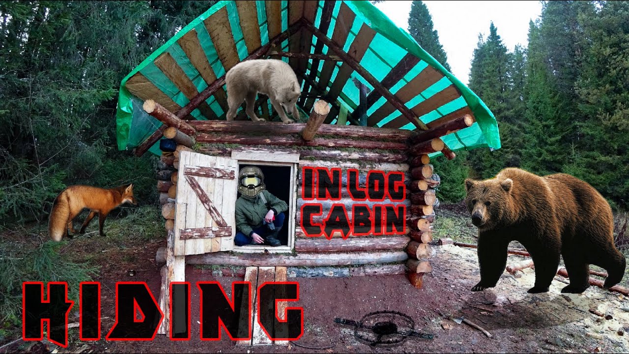 Hiding in a Log Cabin from Bears, Wolves and Foxes / Solo Building Log Cabin