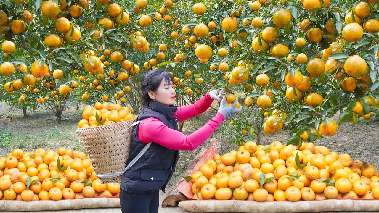 Harvesting Sweet And Fragrant Tangerines To Sell For Villagers - Harvest Cassava as Food For Pigs