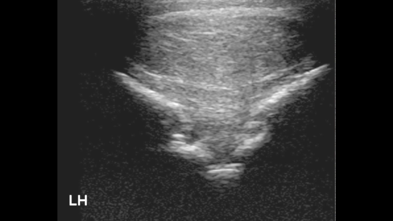 caso clinico 10 fetlock