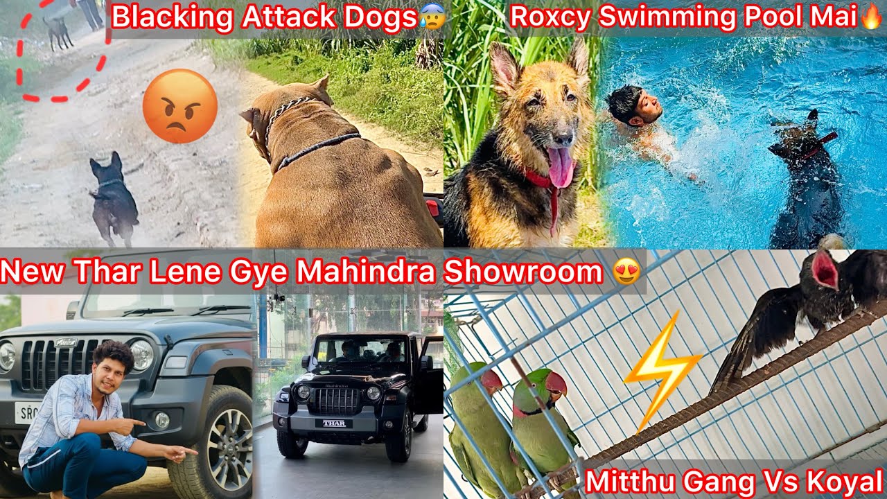 New Thar Lene K Liya Mahindra Showroom Mai Gye🔥|| Roxcy Apne Desi Swimming Pool Mai Gye🐶But Dub Gye😰