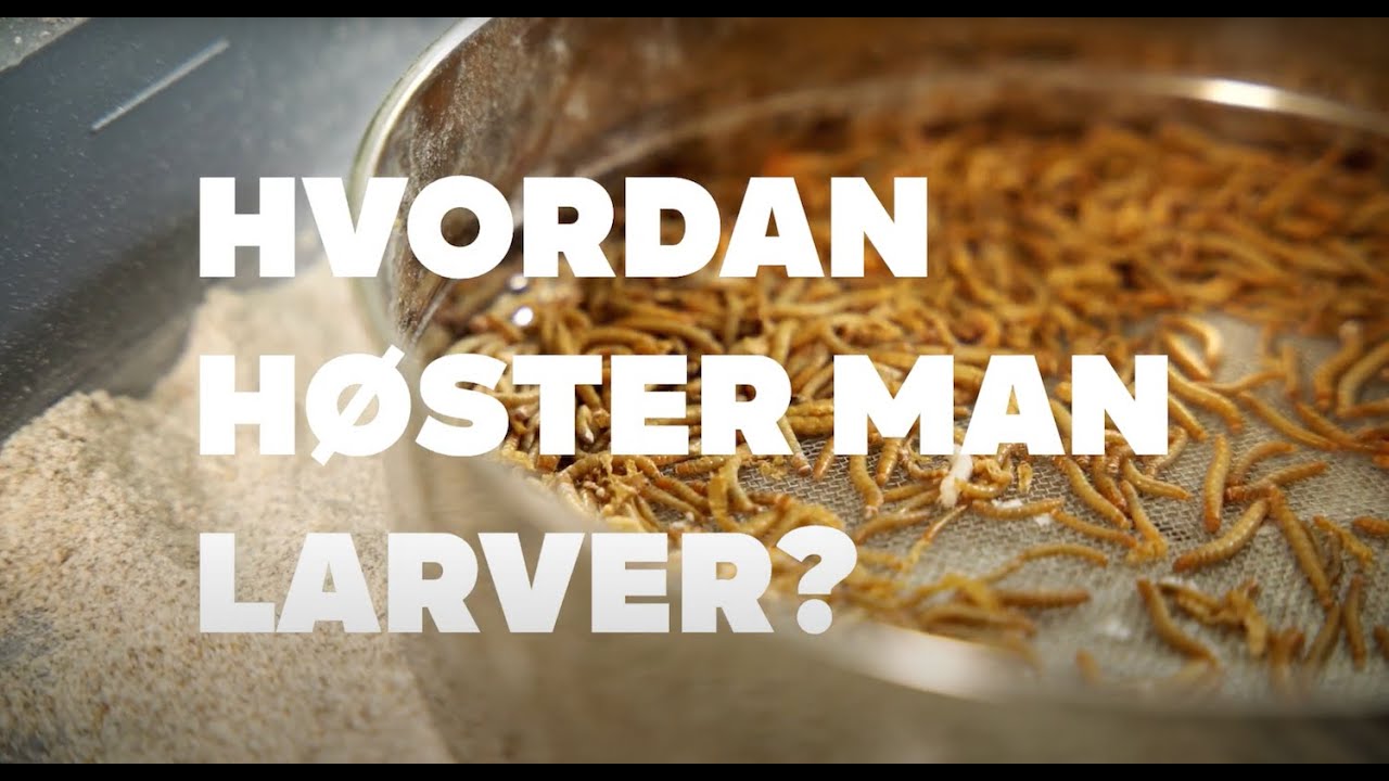 Sådan høster og afliver du melormelarver.