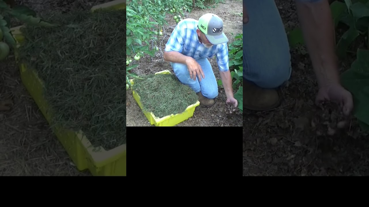 Chopped vs whole leaves as mulch #short #garden #mulch