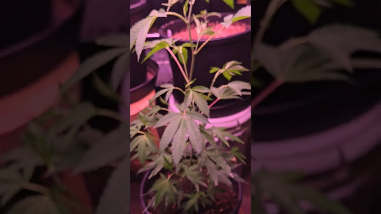 Seedlings & a clone fed with our fungal brew kits 