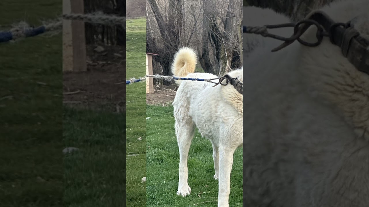 akbaş (akbaran )videonun devamı Kanalımda abone olursanız destek olursunuz #kangal #belgesel