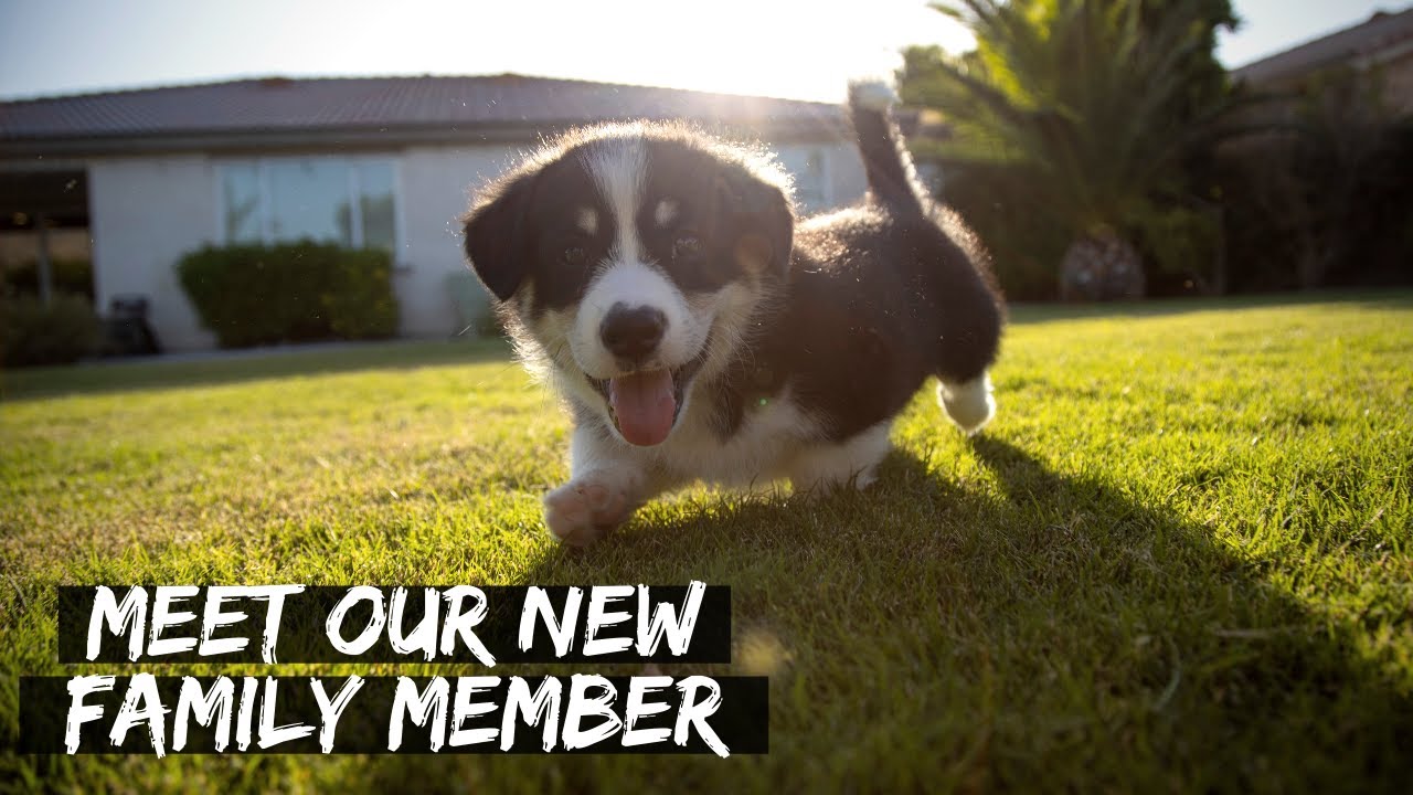 Meet FINLEY - Our New 8 Week Old Pembroke Welsh Corgi!