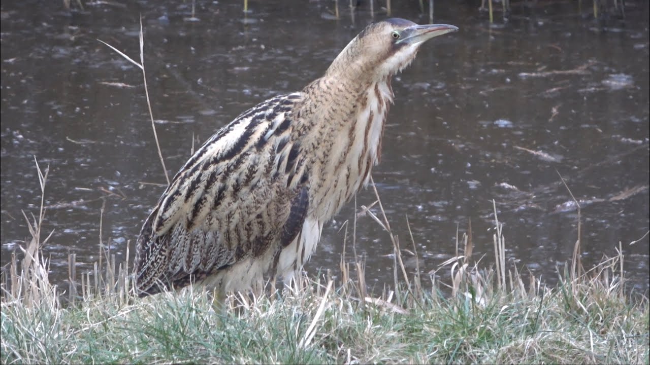 Roerdomp, Cornwerd Friesland