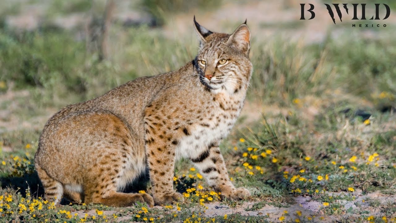 Bobcat's Den - La Guarida del Lince Rojo / Red Lynx, Bobcat, Gato Montés, Lince Rojo / Mexico / HD