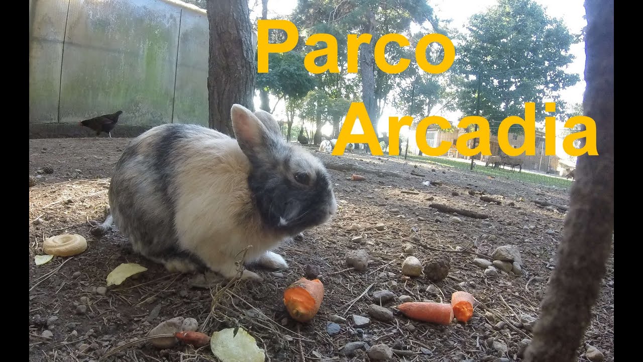 Parco Arcadia - Bareggio