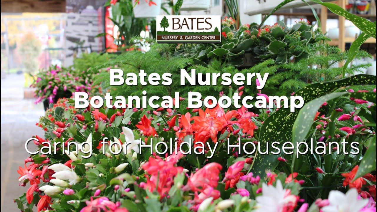 How to Care for Holiday Houseplants