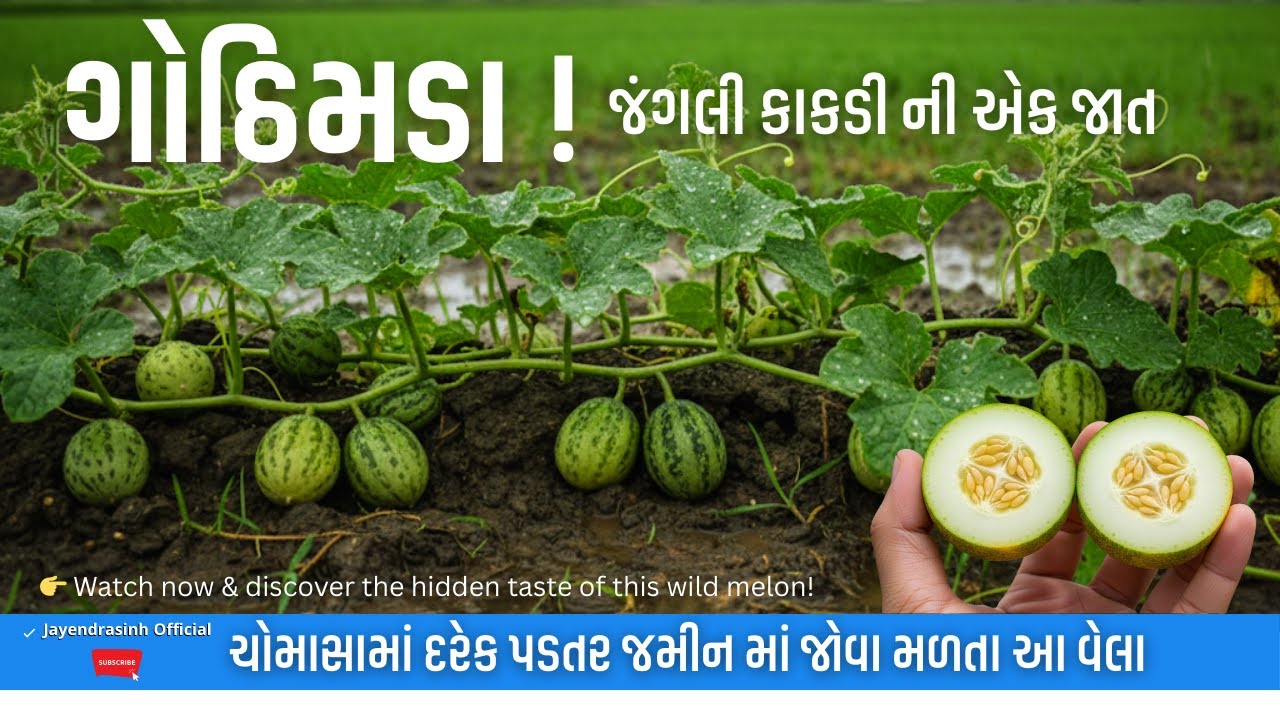 ગામડાની વેલમાં ઉગતું એક અજાણ્યું ફળ ||Wild Sweetness: Cucumis melo var. agrestis