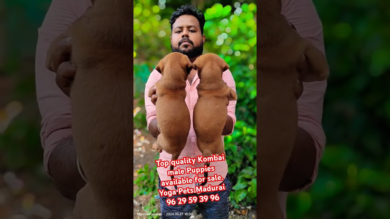 Kombai puppies @ best price 