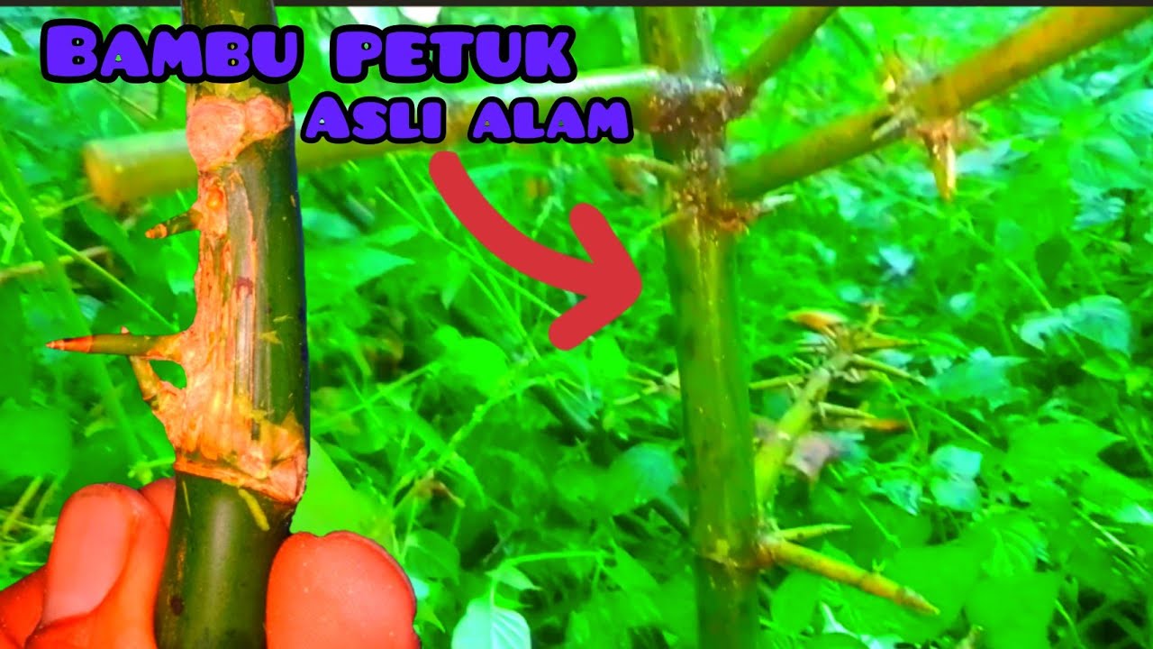 panen bambu unik petuk Jalu dan Jalu tumpang rogo