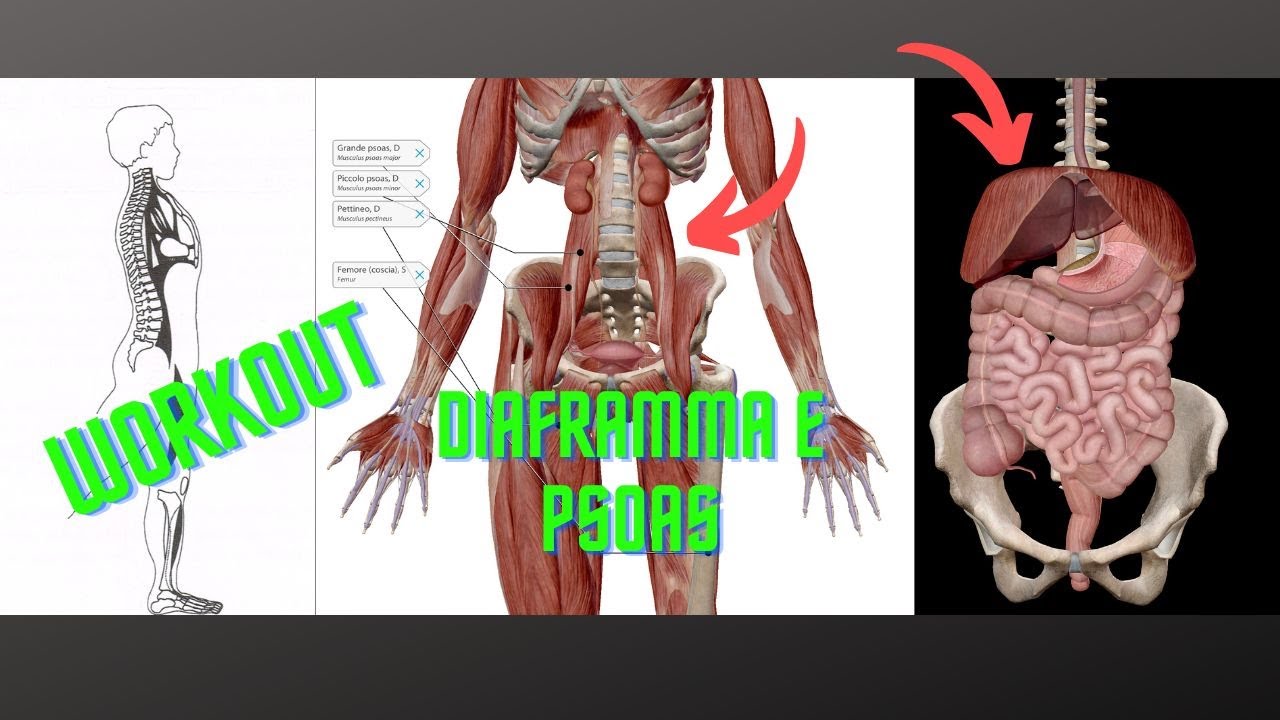 STRETCHING DIAFRAMMA E PSOAS