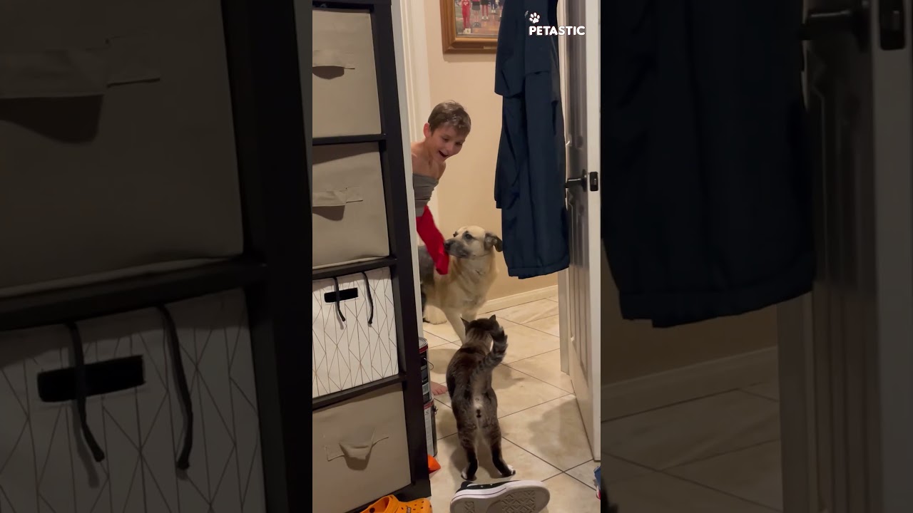 This Kitty Just Unlocked Boss Mode || PETASTIC 🐾