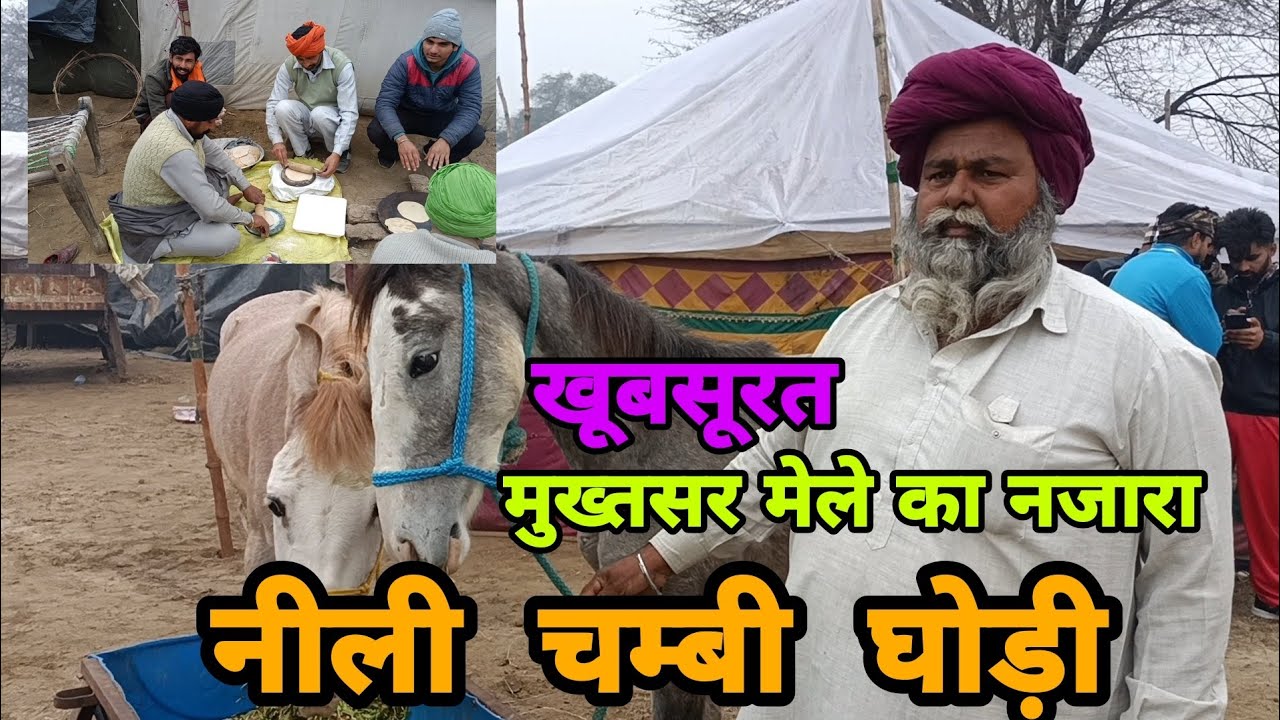 नीली चम्बी घोड़ी || #muktsar #mela #nagaur #viralvideos