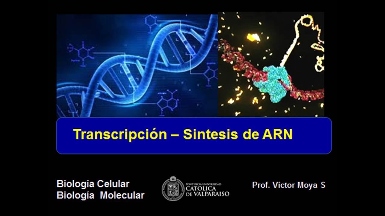 Clase Transcripción