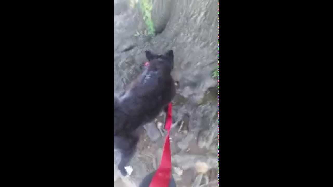 Walking the dog #inmymelos