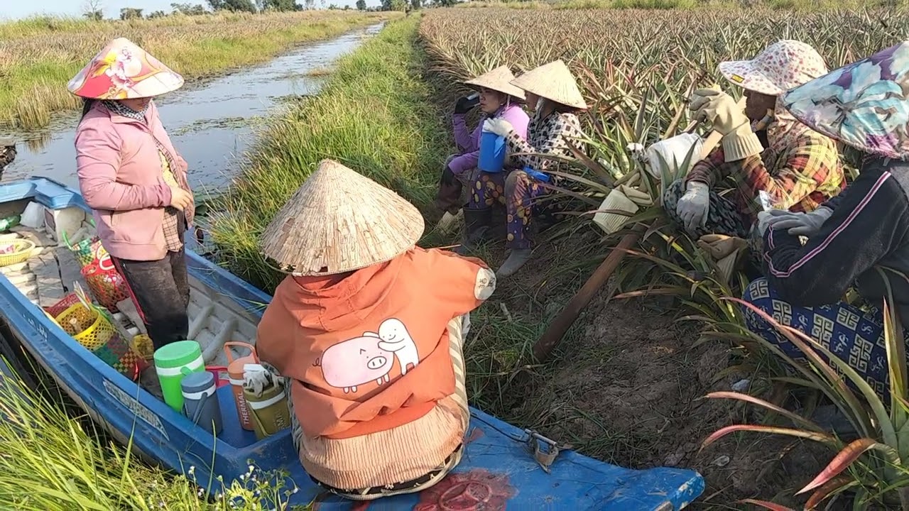 chị em típ tục đi rẫy khóm làm cỏ mệt quá 🍍🍍🍍🍍🍍🍍