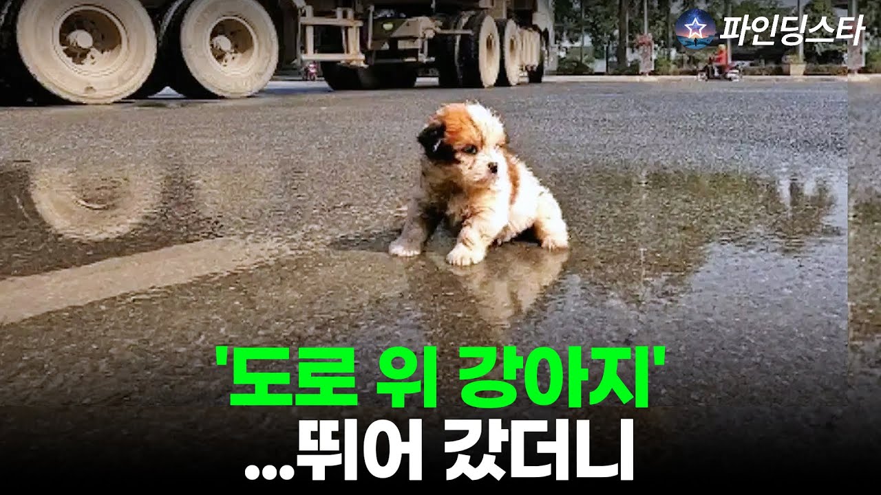 도로 한복판 위험천만한 강아지..뛰어든 한 사람, 결국