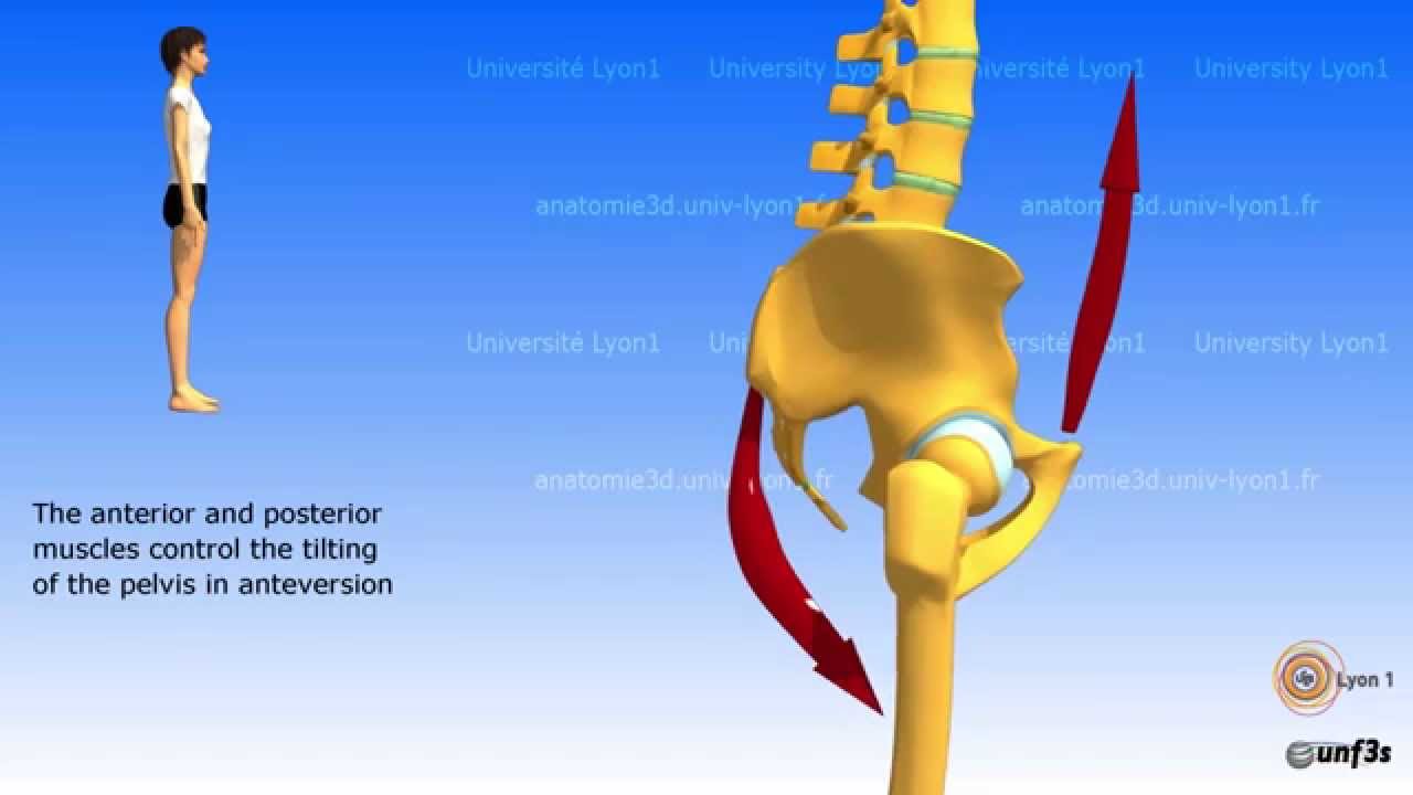 Position of the pelvis.  Lombosacral jonction
