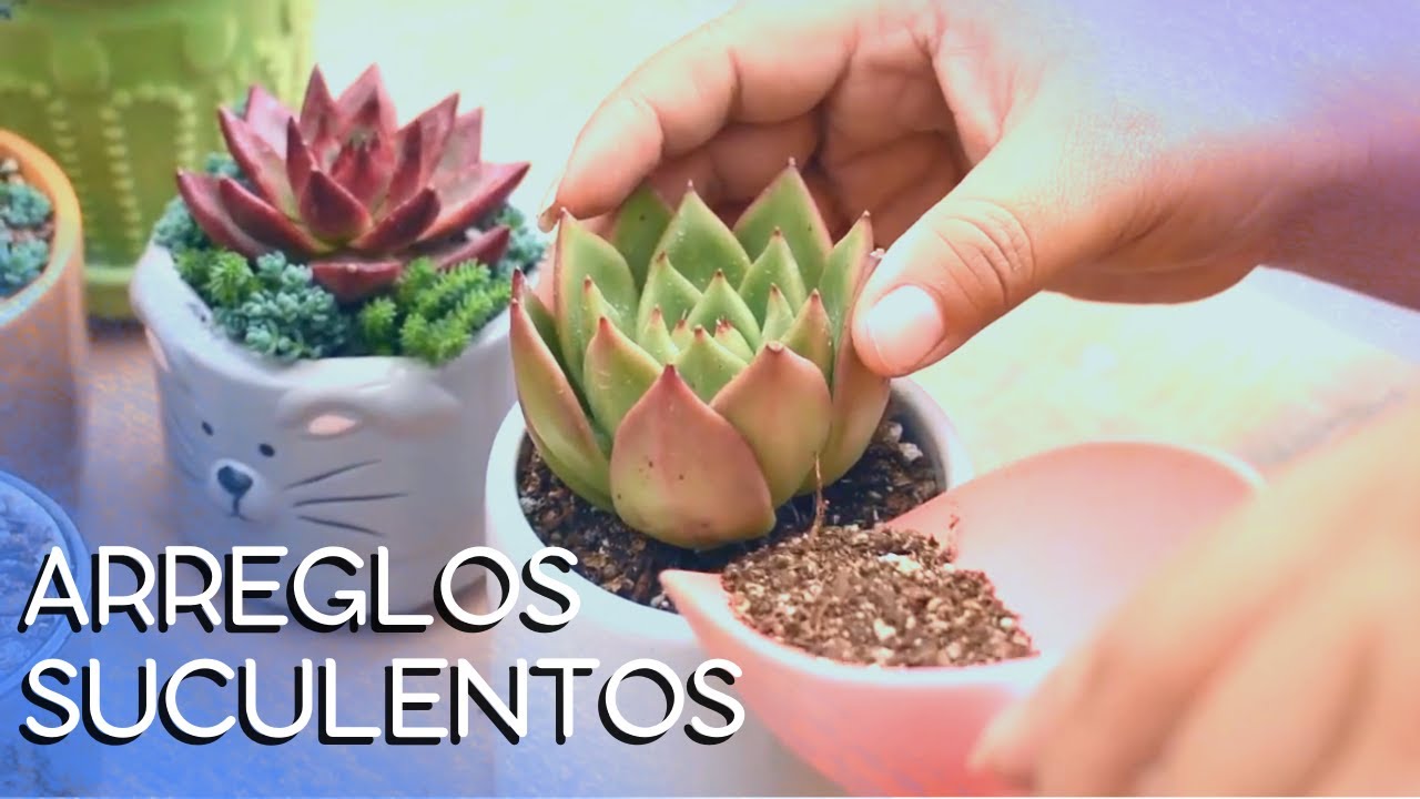 Trasplantes de suculentas 🌱 |  Grandes y pequeñas 💚