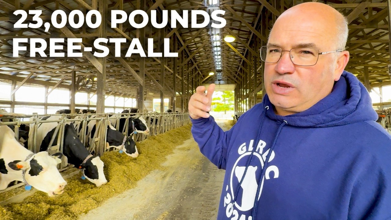 23,000 POUNDS OF MILK PER DAY AT MICHIGAN STATE UNIVERSITY DAIRY FARM - USA 🇺🇸
