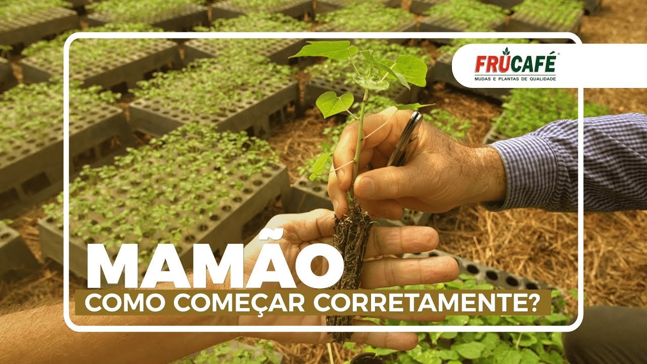 MAMÃO: Como Começar uma Roça Corretamente?