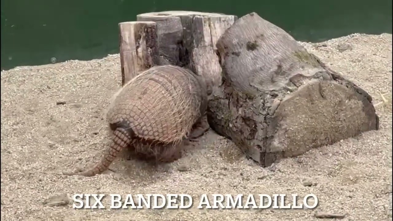 Noah’s Ark Zoo Farm