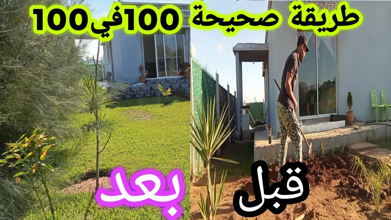 كيفية زراعة الكازون#النجيل#الثيل#أقسام الكلام عن تجربة
