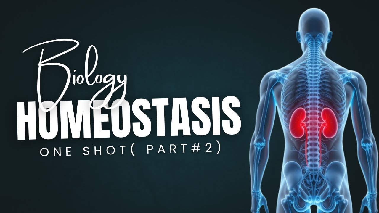 one shot on homeostasis | part 2 | homeostasis mdcat lecture 2025