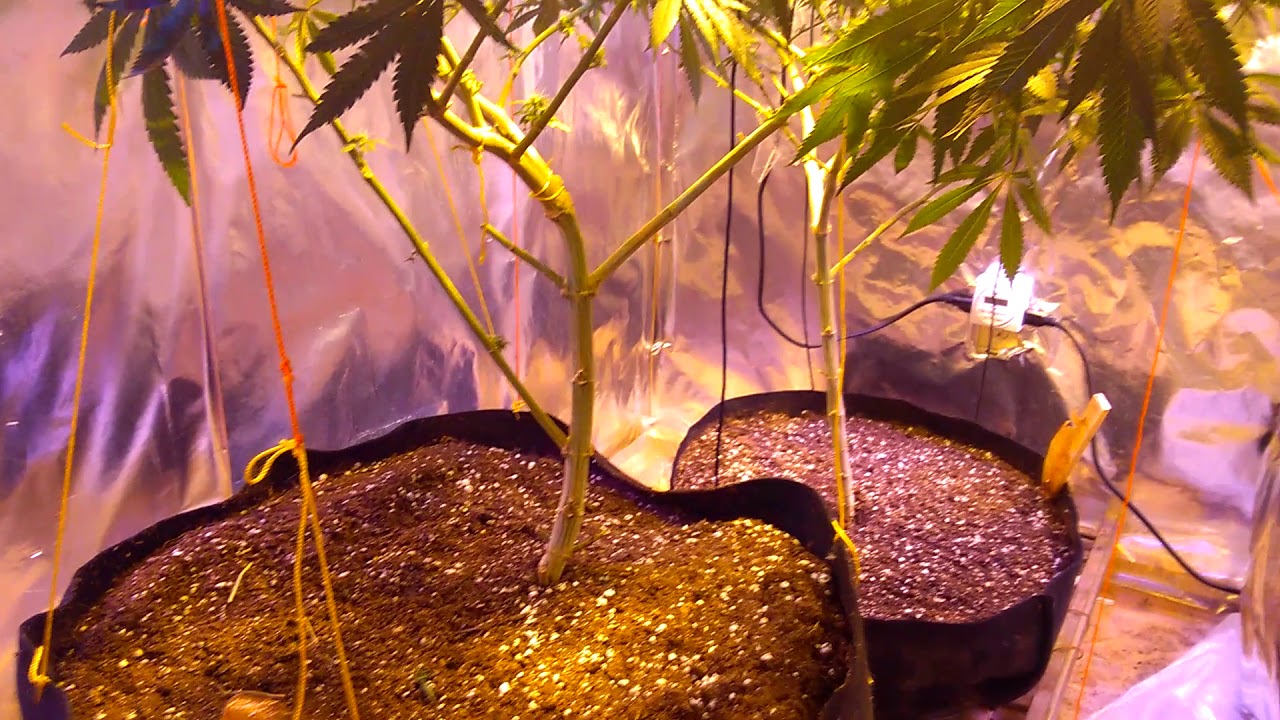Green crack strain view. Canukseeds